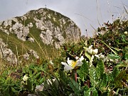 49 Dryas ocotopetala (Camedrio alpino) con vista in Cima Alben